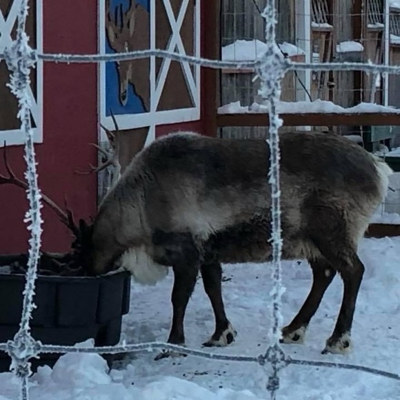 Packages from North Pole, Alaska - Picture 6 of 8